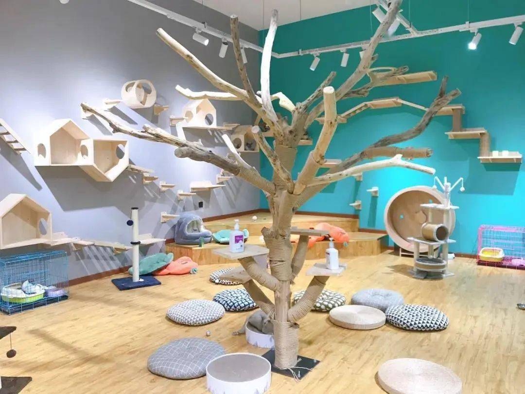 太原猫咪博物馆冲鸭俱乐部茂业店48元抢门市价78元儿童票一大波萌宠向