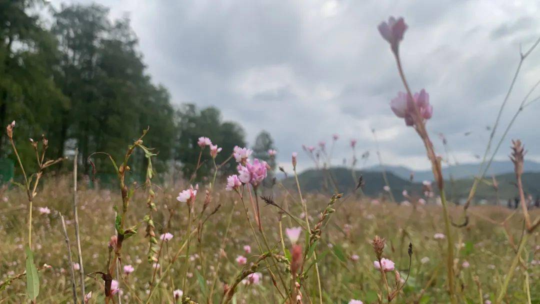 什么时候天气转凉到秋天 f81cc0d3b9b7424dbfa0d665bc2f7e98.jpeg