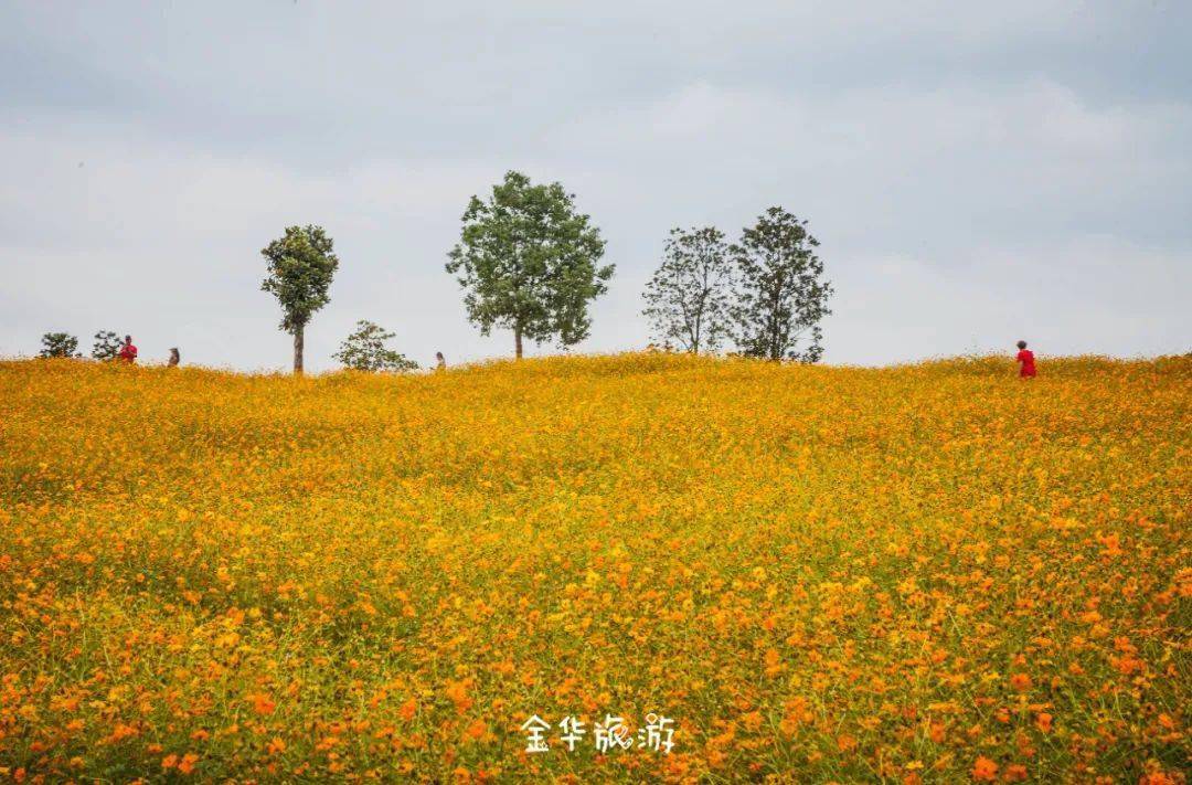 金華這片花海藏不住啦!花海,秋日和你,絕配!