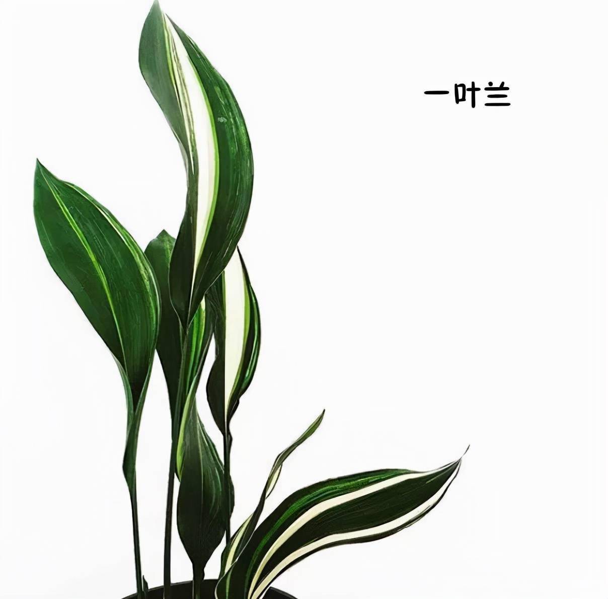 告别花痴100种插花常用叶材值得拥有珍藏版