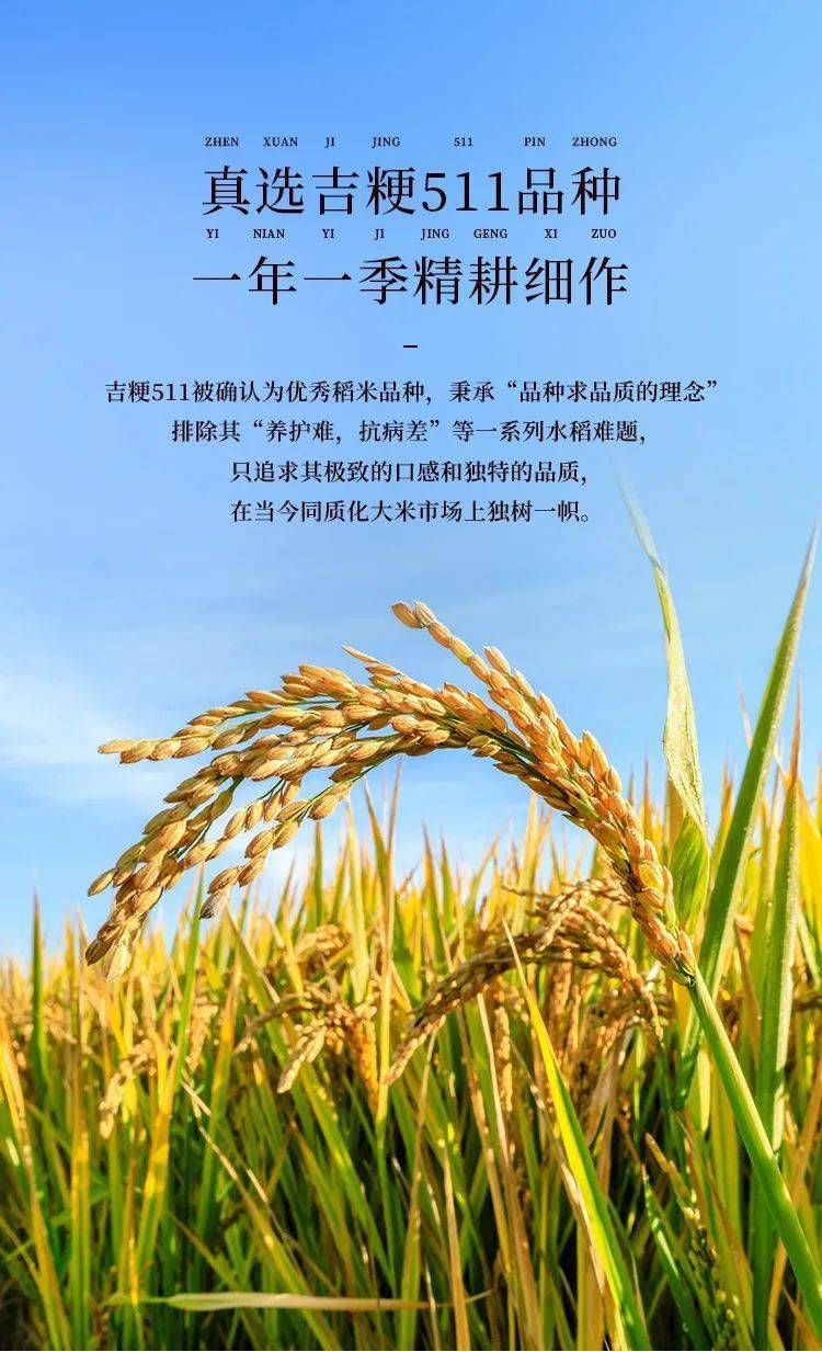 国美真选寻味中国7560公里诚意送上吉林万昌佳品吉粳511好米