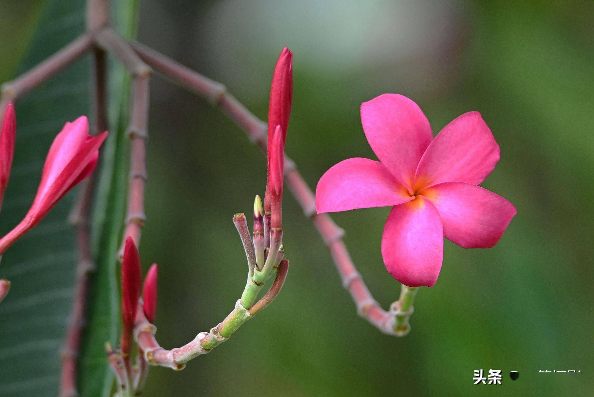 红花缅栀一棵小乔木的唯美
