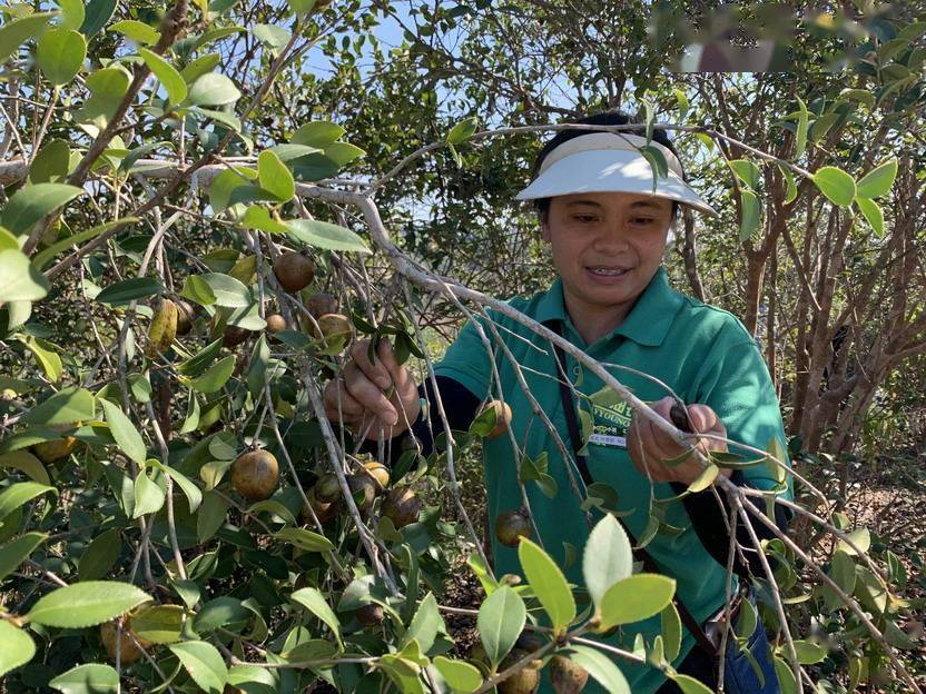 龙川42万余亩油茶果金秋开摘,全县今年油茶年产值预计可达15亿元