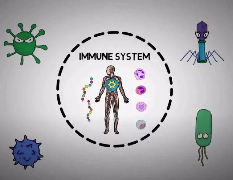 Nature Immunology：人体免疫系统是一个“早起的勤快人” 细胞