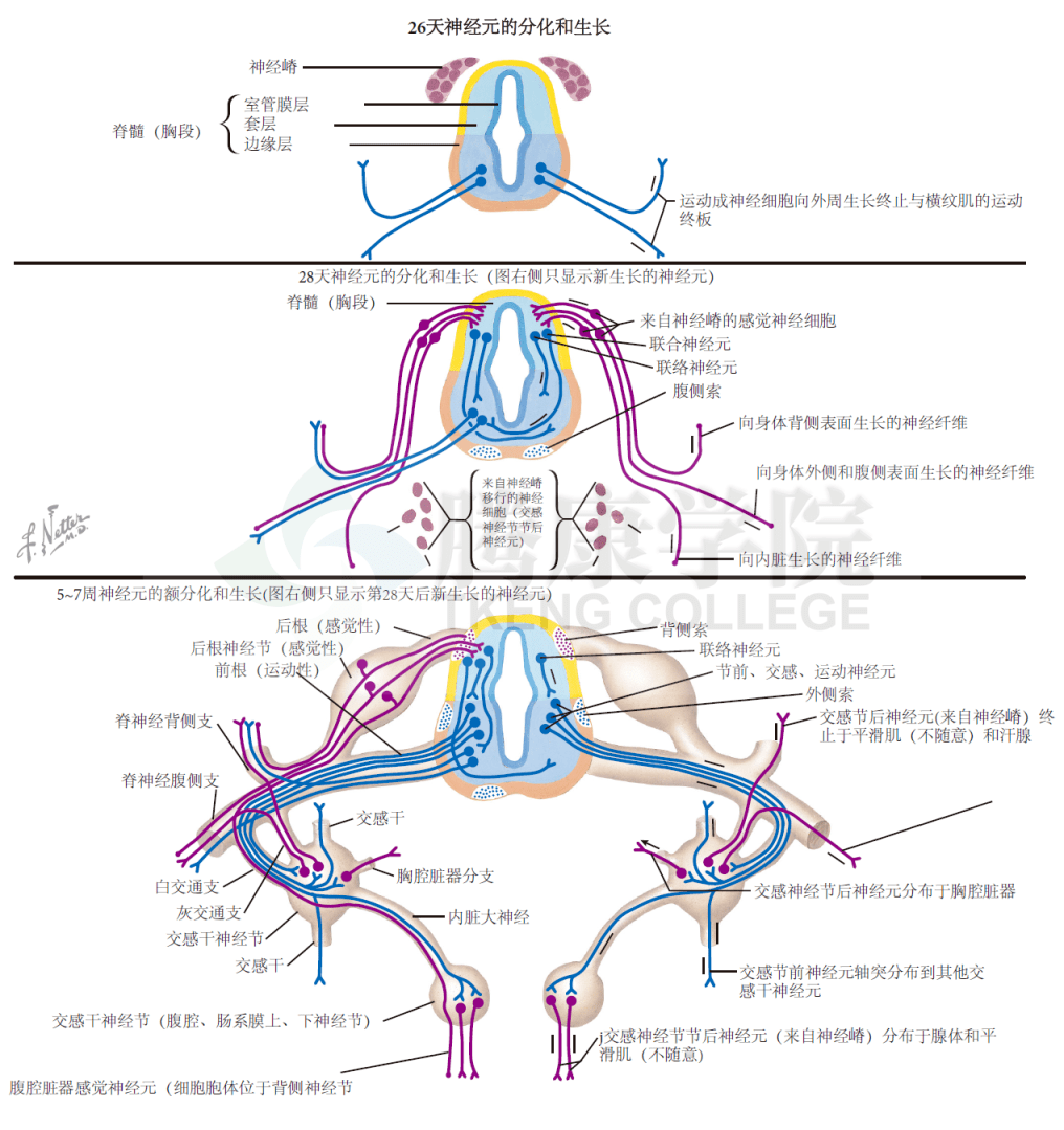 神经解剖学神经板神经管和神经嵴的形成发生