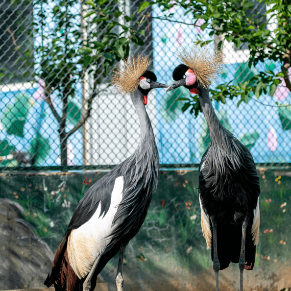 蓬萊黃金河動物園搞了個恐龍展特價票399元開搶有效期到12月31日