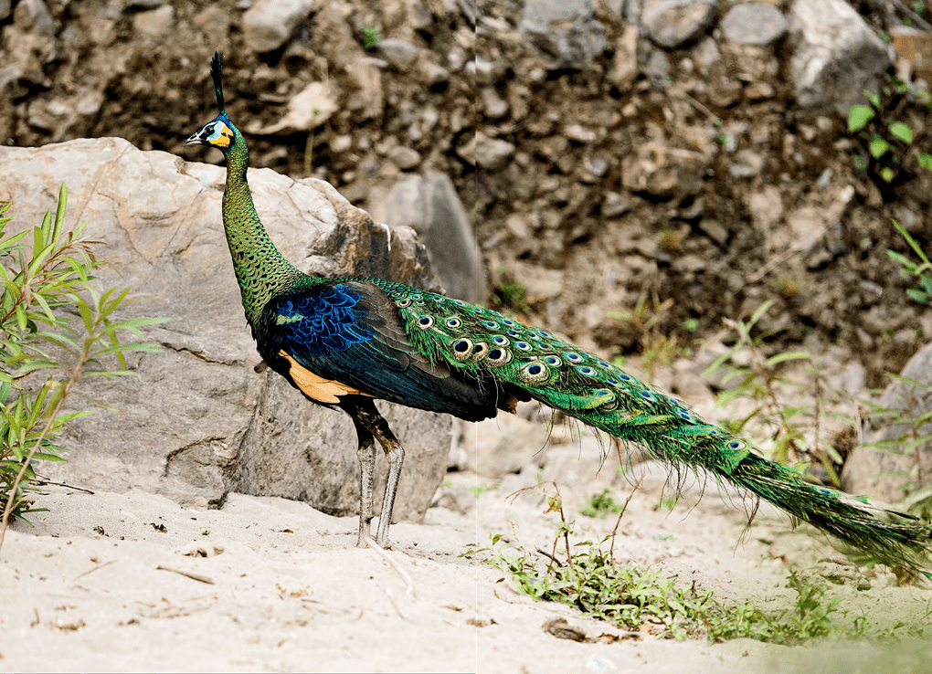 【科普】种群数量不到600只的绿孔雀,究竟有多稀奇?_动物园