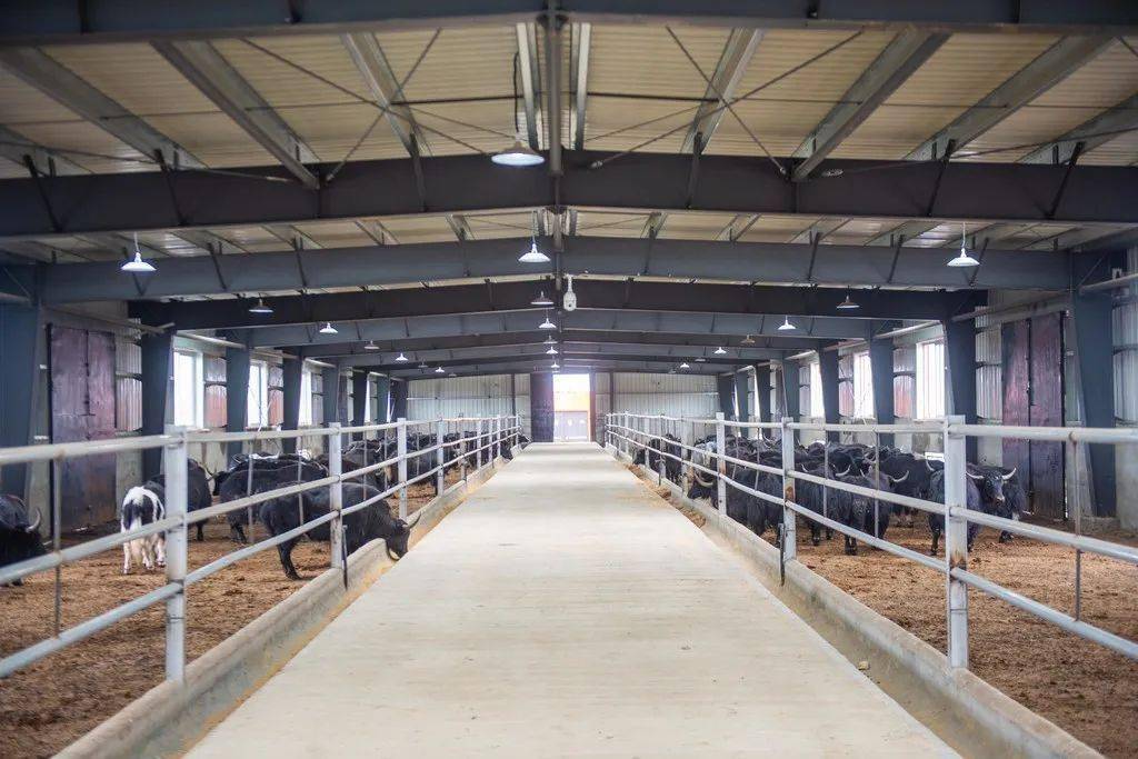 三年规划甘孜州要打造年产值50亿元的国家级牦牛特色产业集群