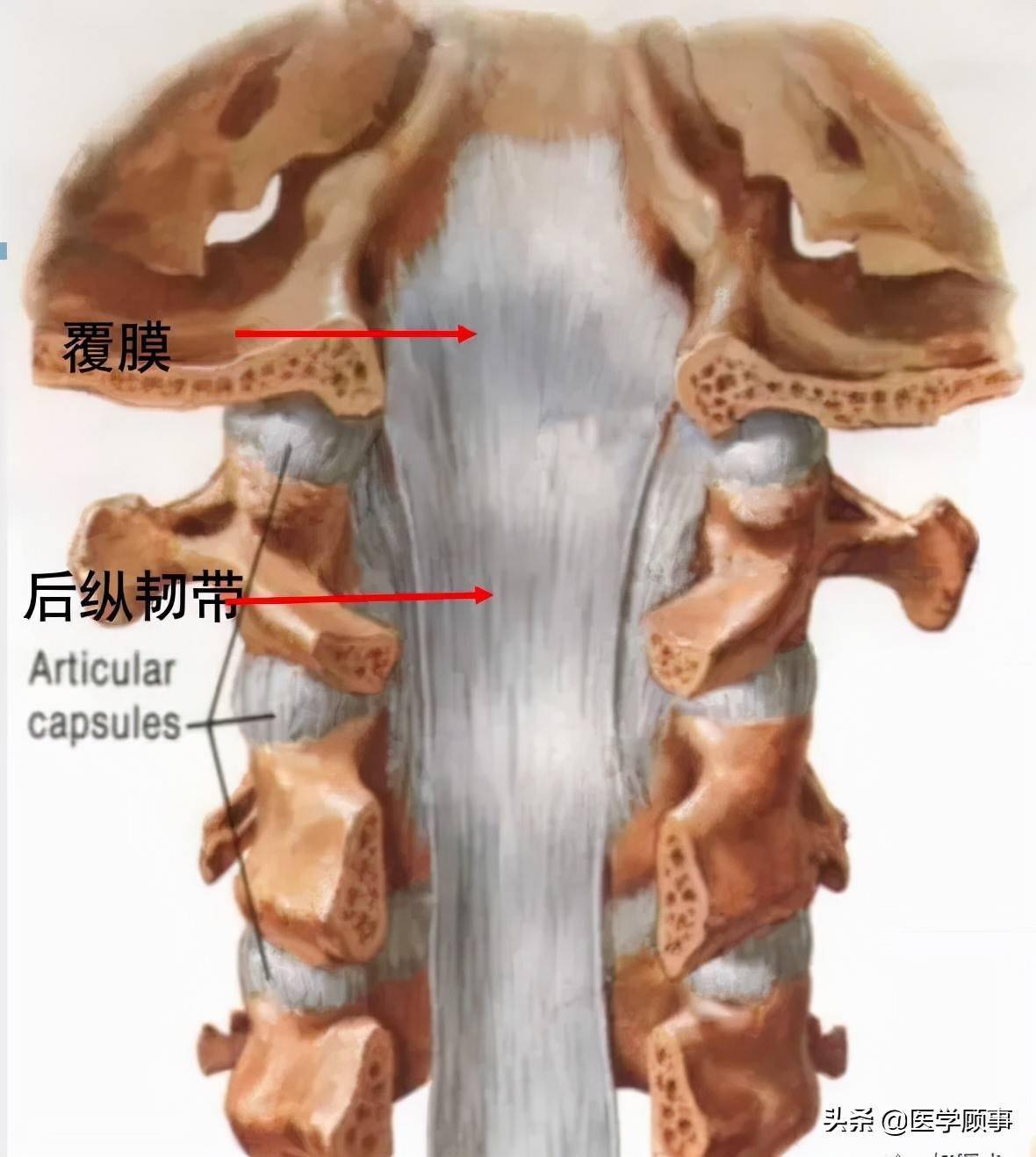 环椎骨位置图片