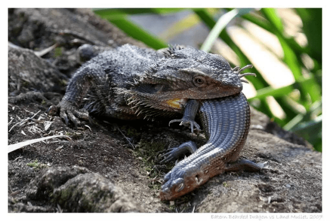 爬行宠物初遇见之荒漠中的鬃狮蜥