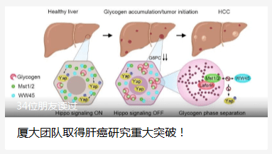 糖原|厦大团队取得肝癌研究重大突破！但有个让人心痛的消息……