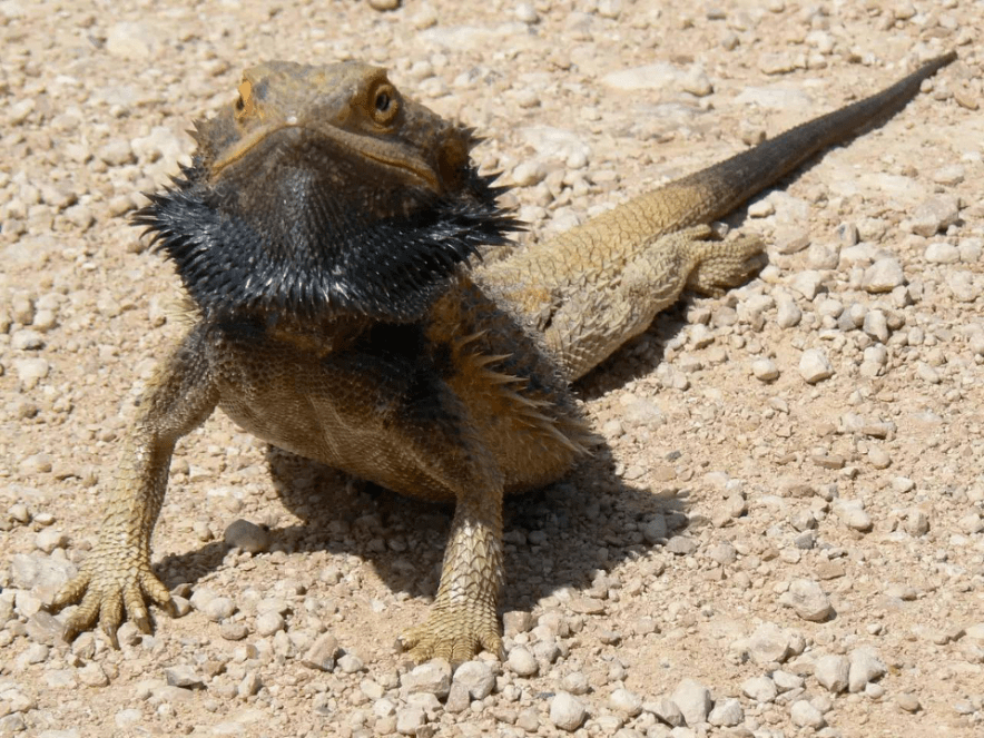 爬行宠物初遇见之荒漠中的鬃狮蜥