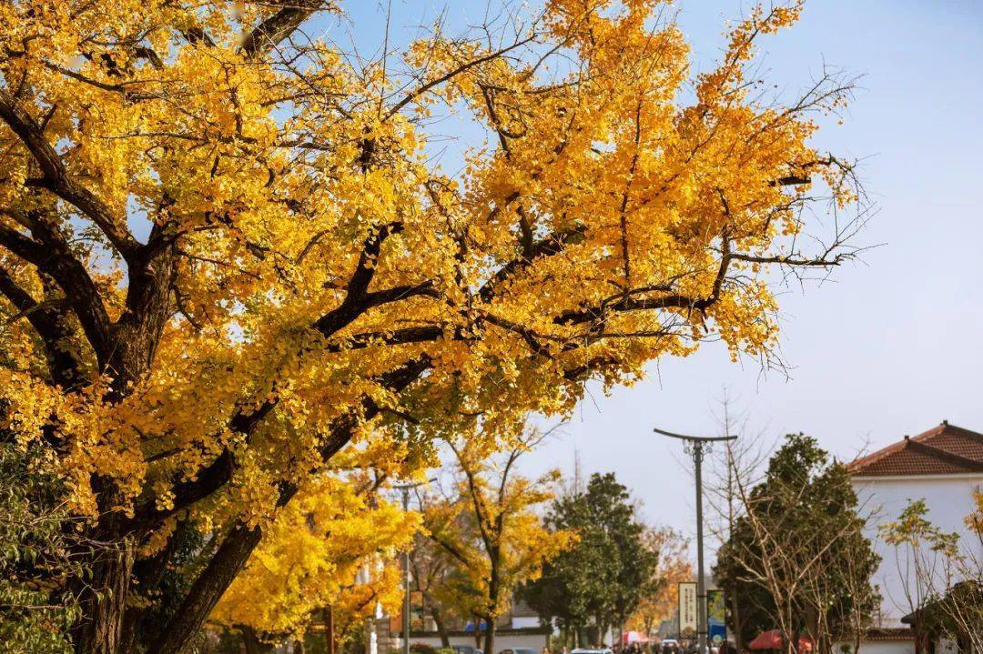 震撼10000摄影师挖出的10个秋季最美村镇全是世界级美景比腾冲更绝色