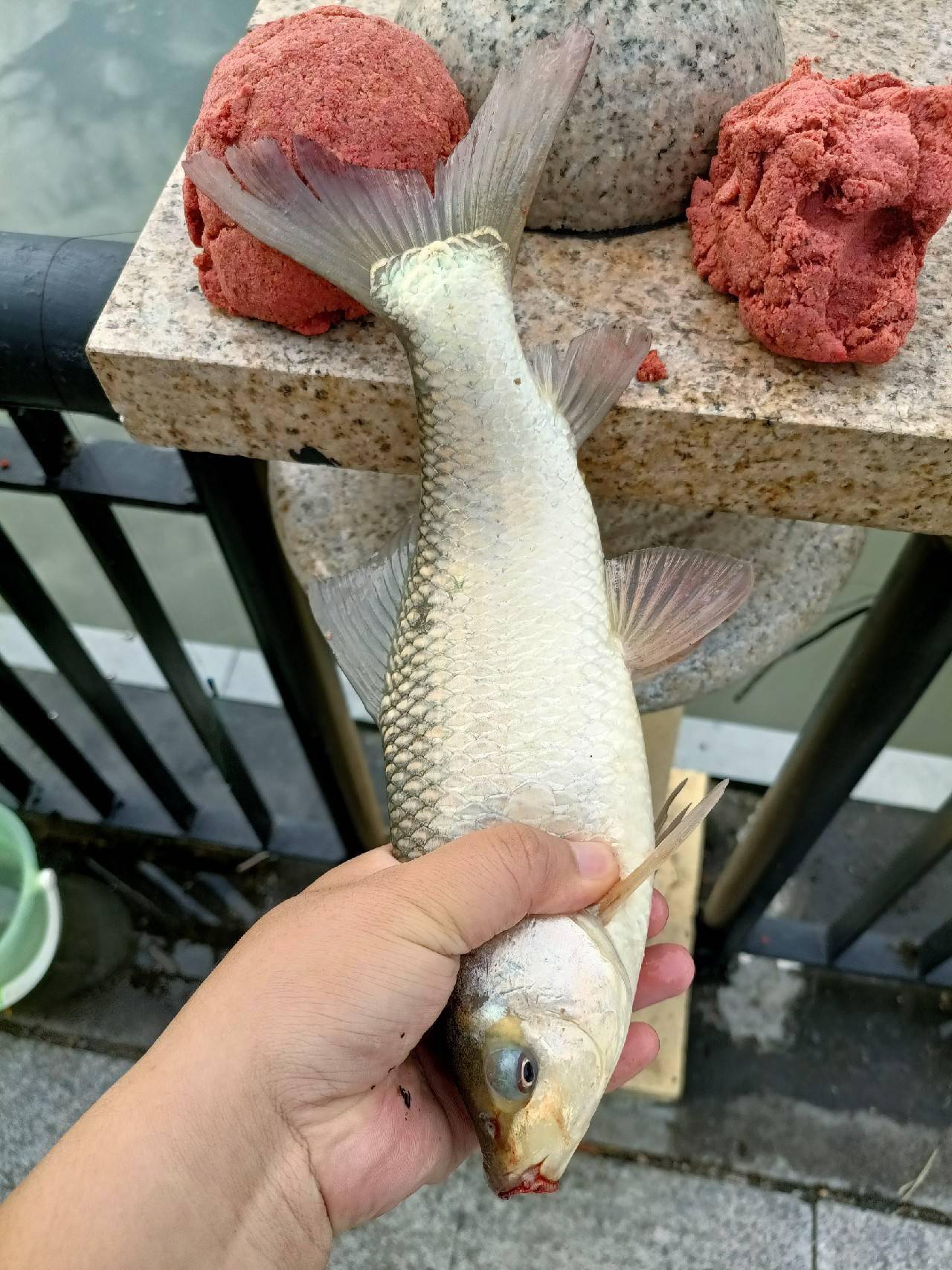 「秋钓」野钓泰鲮连竿,居然还钓到一条黑瘦细长的鱼,这条鱼经历了什么