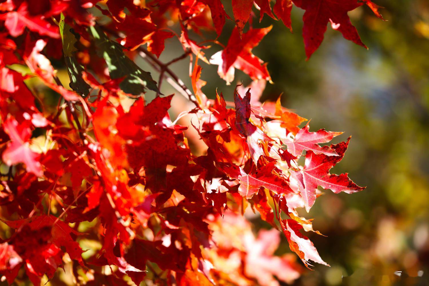 小西山的红叶也不错 北京克勤峪 彩叶 变色 成林