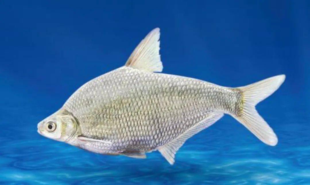 预告丨明天,和"水精灵"相约