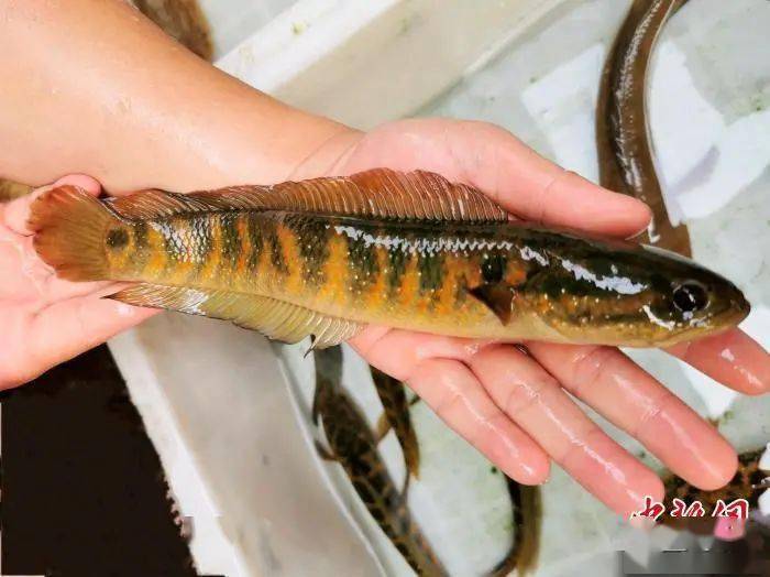 阳光斑:台山人烹汤的"水中小霸王"