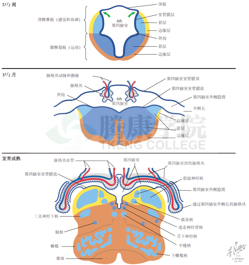 神经解剖学脑干和脊髓的运动和自主节前神经元发生