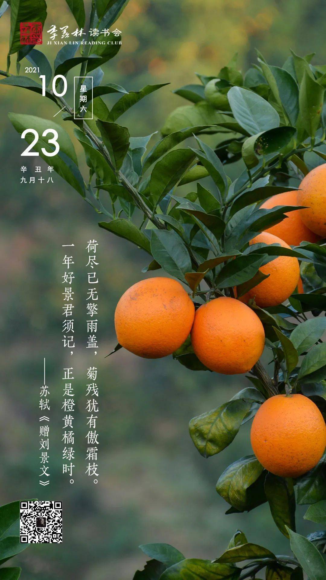 日签| 一年好景君须记,正是橙黄橘绿时