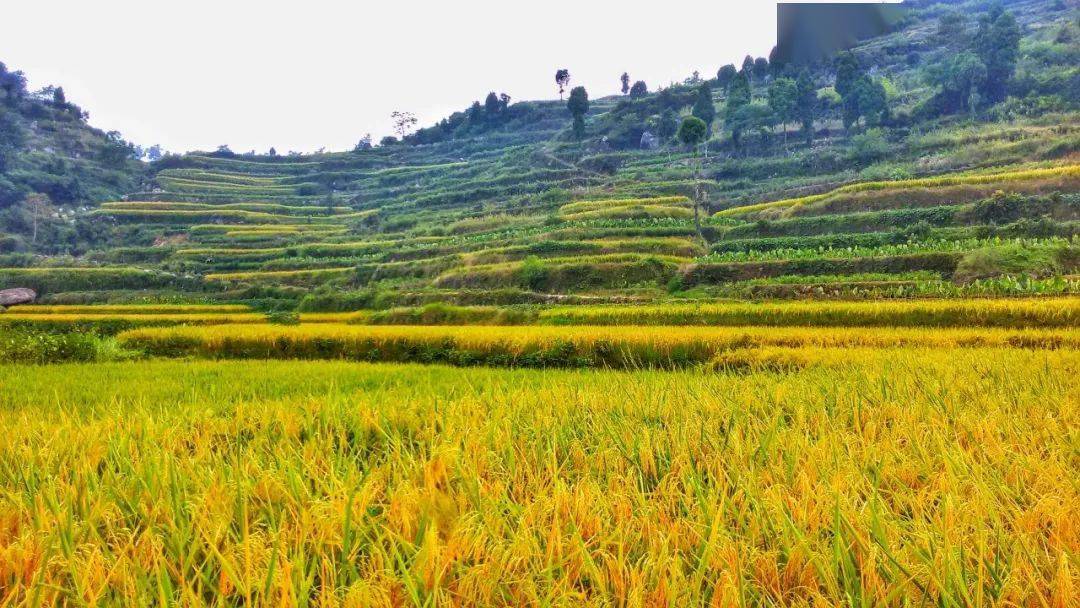 图/用心聆听 黄坦梯田,位于临海白水洋镇,上千亩田地自山脚至山顶,绕