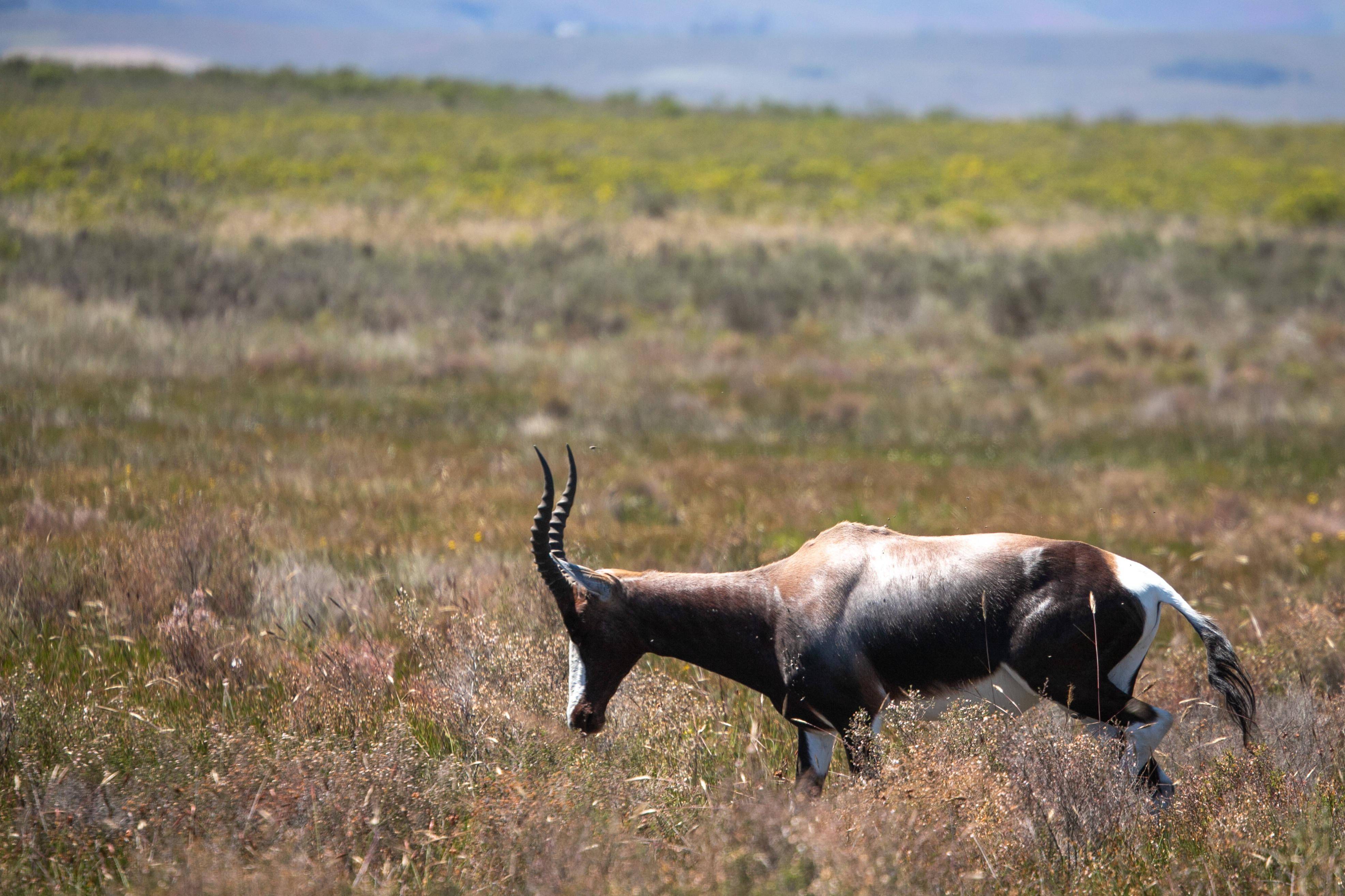 通讯:持续努力使南非白纹大羚羊脱离灭绝险境