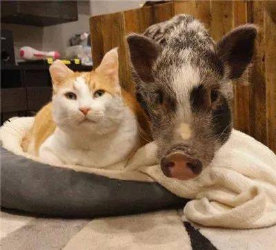 自从家里养了橘猪后,这蜜汁萌的画风,隔着屏幕都要馋哭惹.