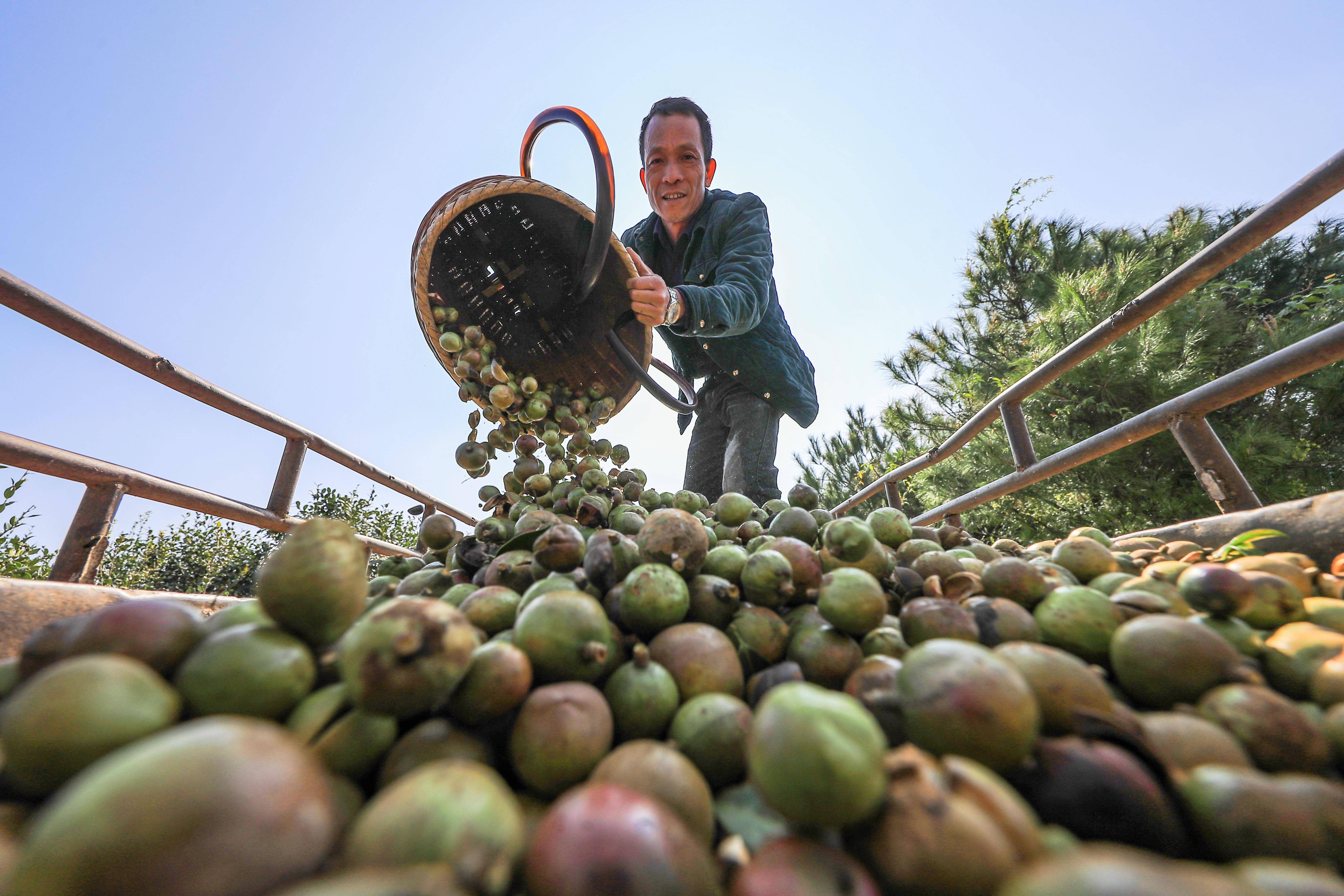 贵州玉屏油茶丰收助农增收