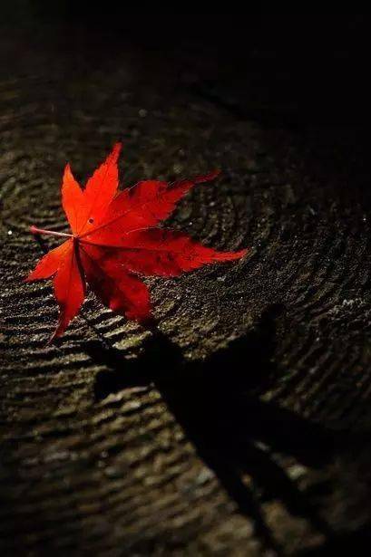 摄影秋天的落叶，怎么拍才惊艳？技巧全在这里了！