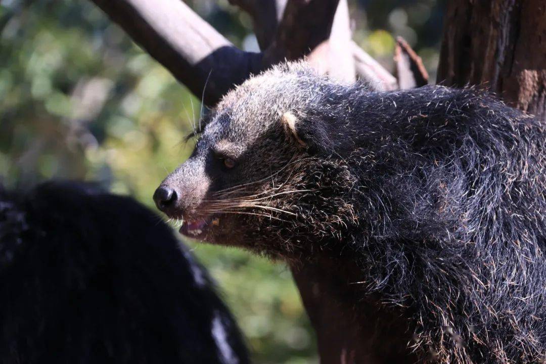 云南野生动物园科普季|解锁"爆米花"熊狸