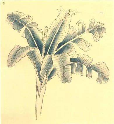 芭蕉的工笔勾染示范