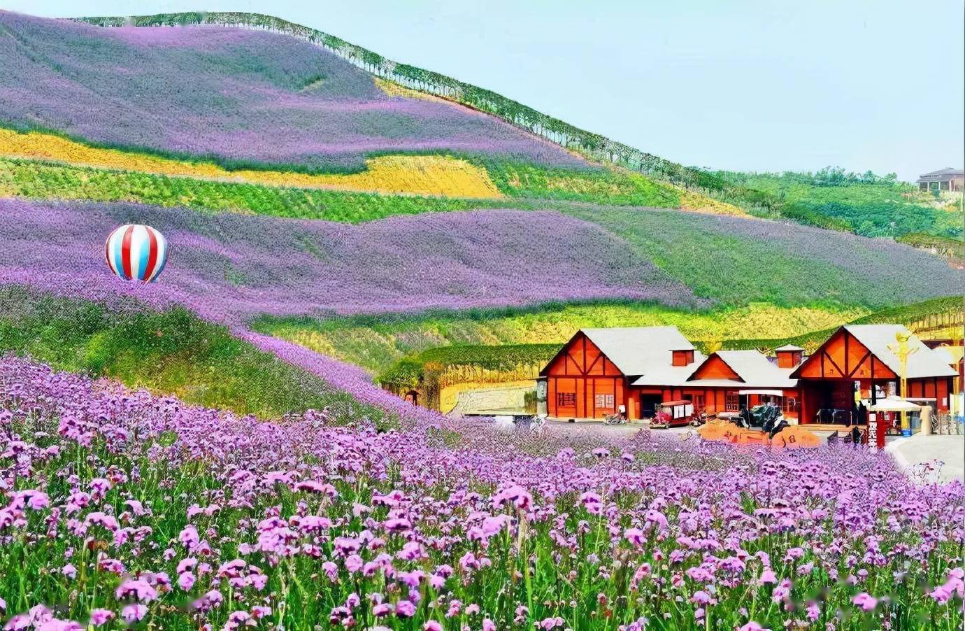 黔北花海,秋日进入最佳观赏期,来这里体验普罗旺斯般的极致浪漫
