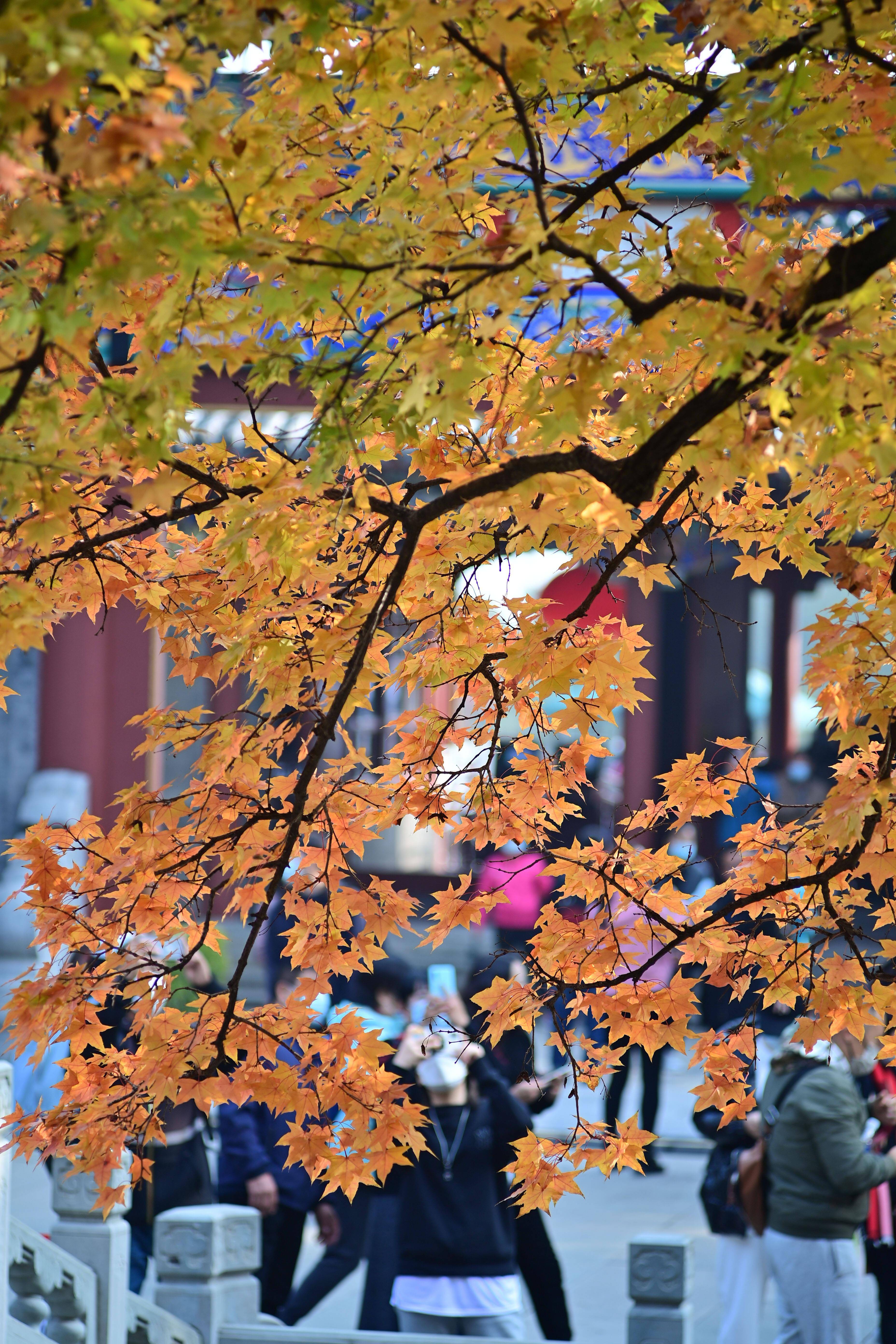 10月25日,北京香山公园勤政殿前的元宝枫吸引游客驻足拍照
