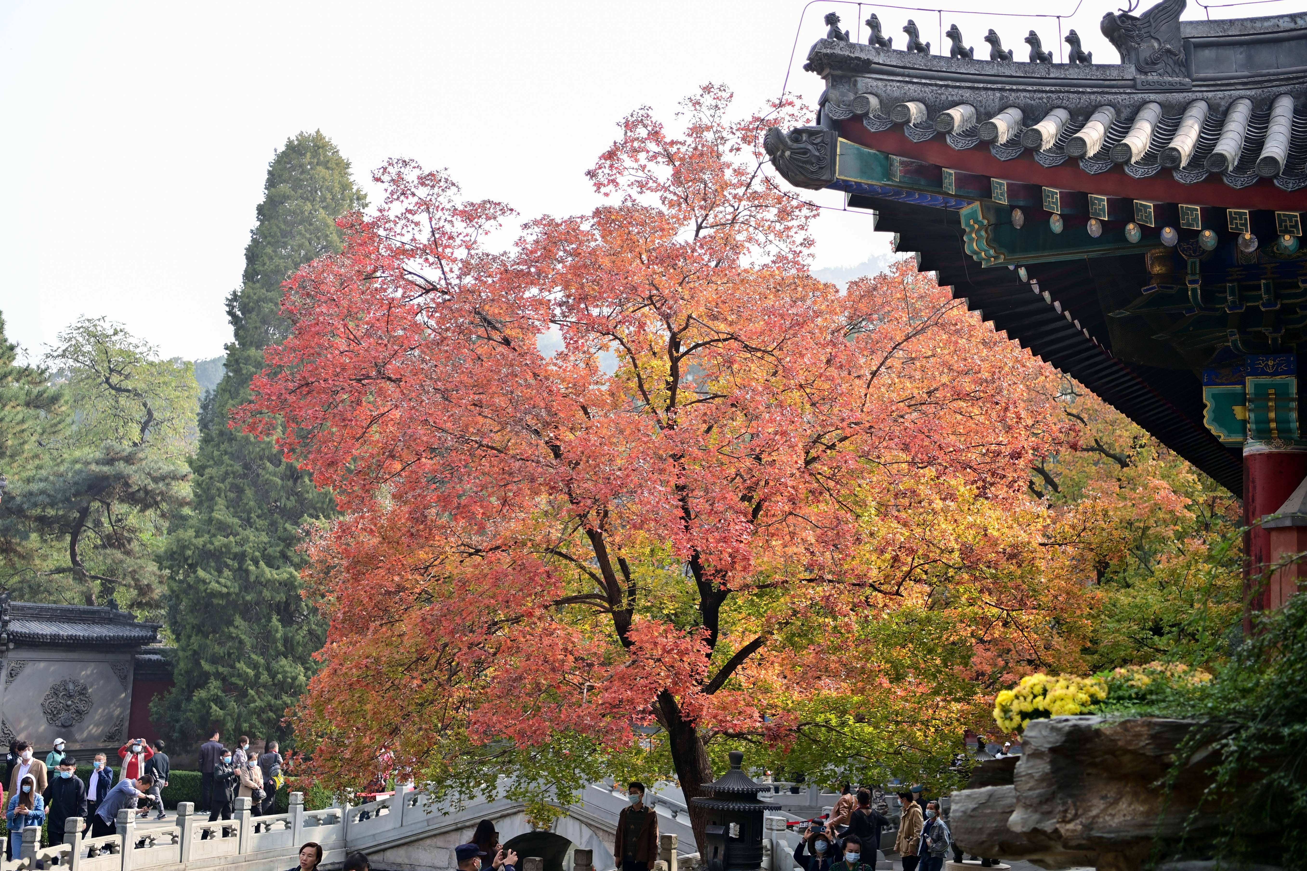 10月25日,北京香山公园勤政殿前的元宝枫吸引游客驻足观赏