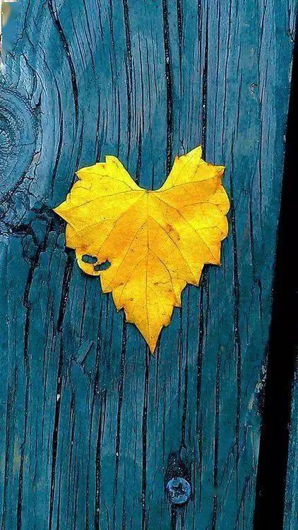 摄影秋天的落叶，怎么拍才惊艳？技巧全在这里了！