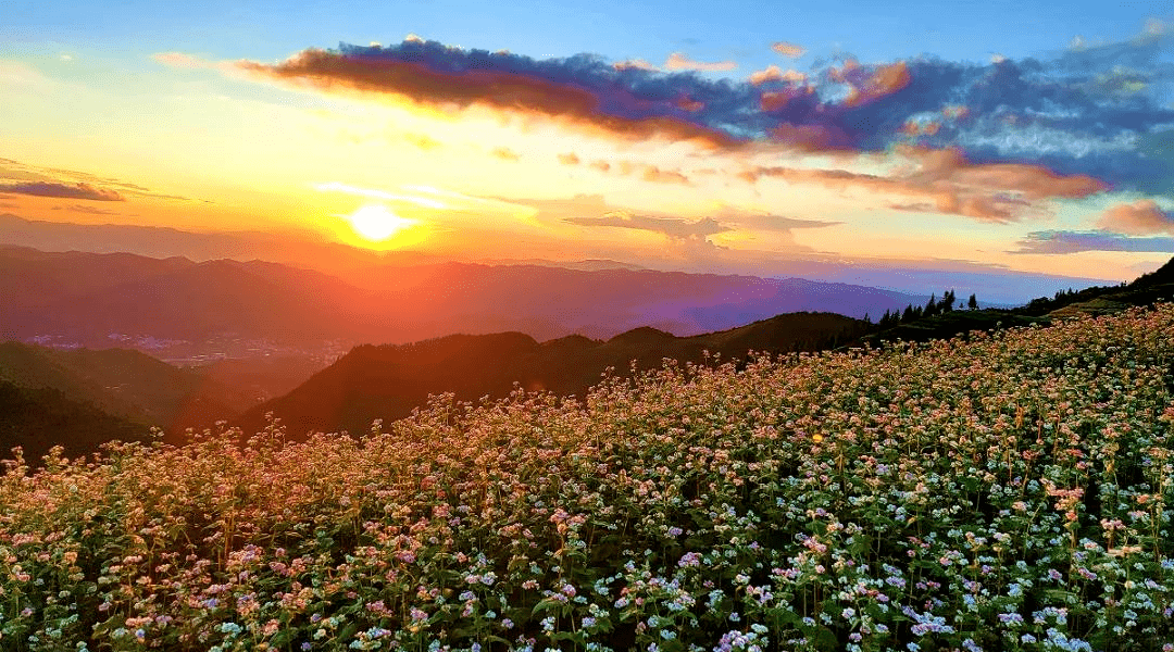 荒山变花海 乡村旅游活起来_凤庆县