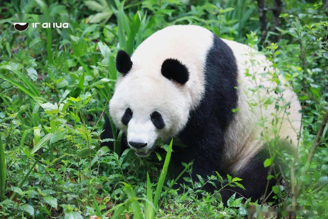 亲子阅读活动让小朋友们开拓了眼界,学习了解了大熊猫相关科普知识