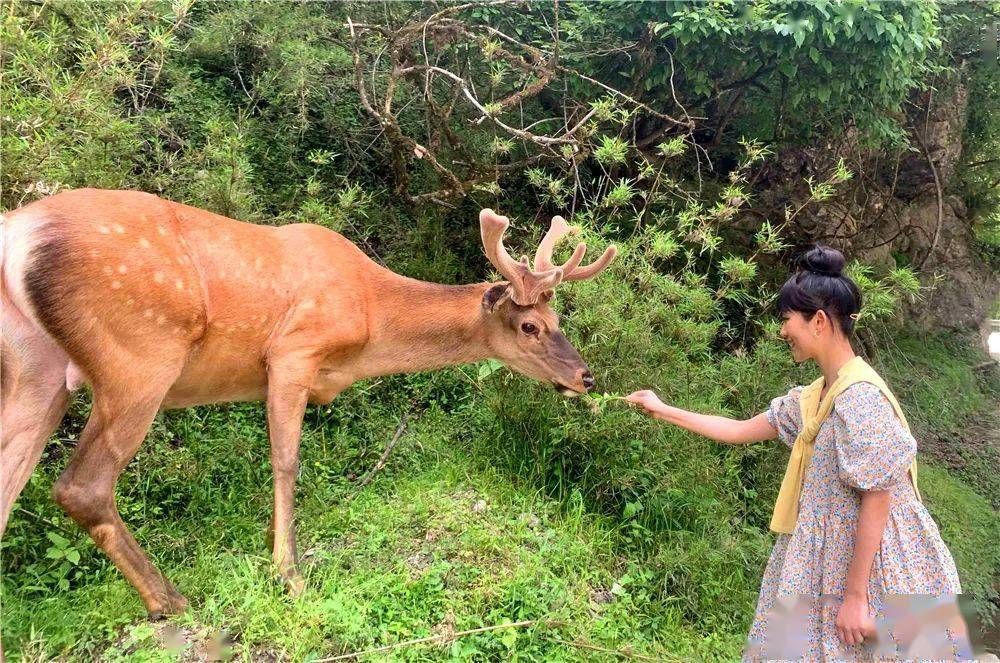 天全县夯实绿色生态本底人与动物和谐相处