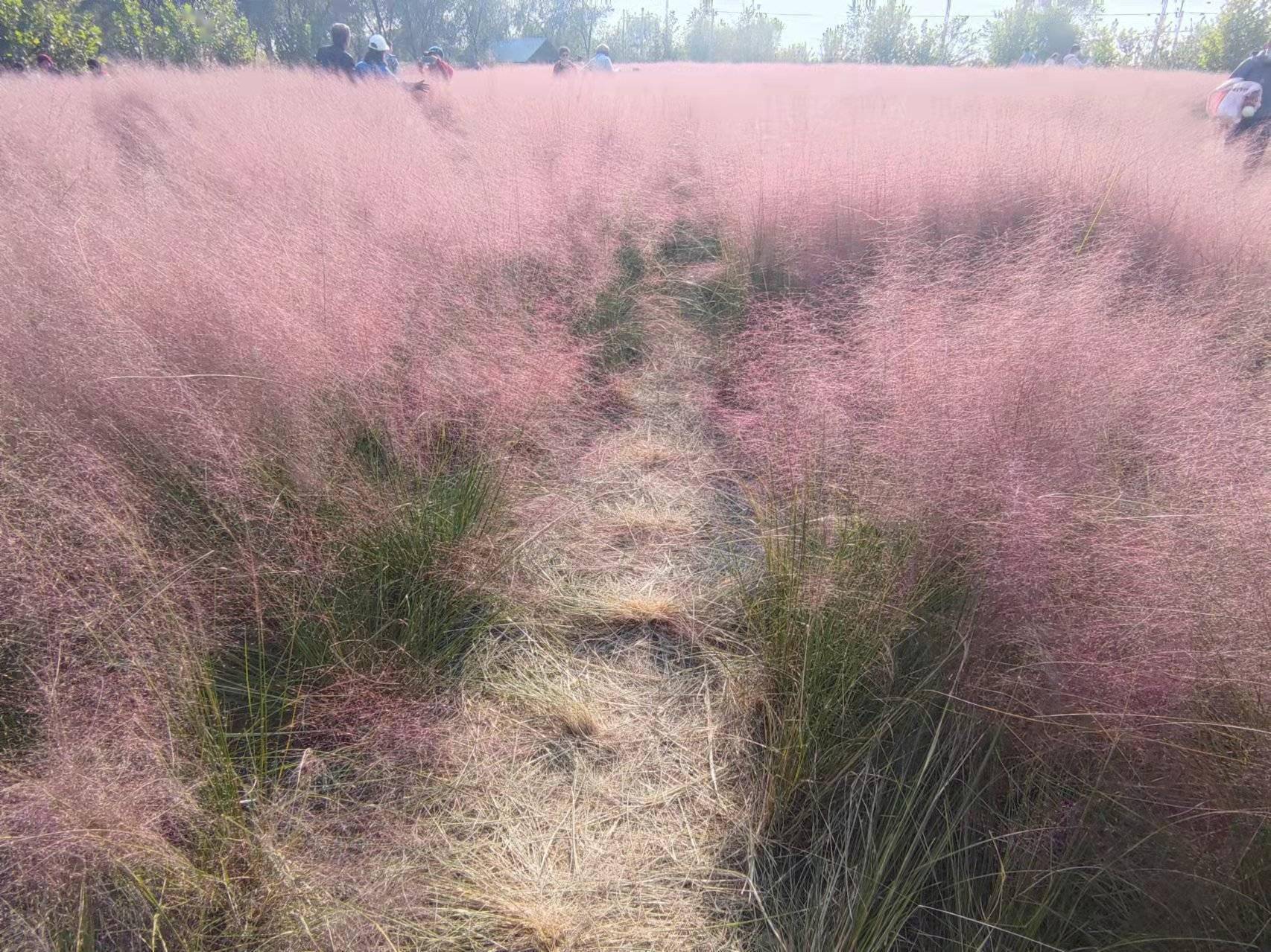 花海|网红粉黛花海被踩“斑秃”，步道护栏拦不住游客脚步