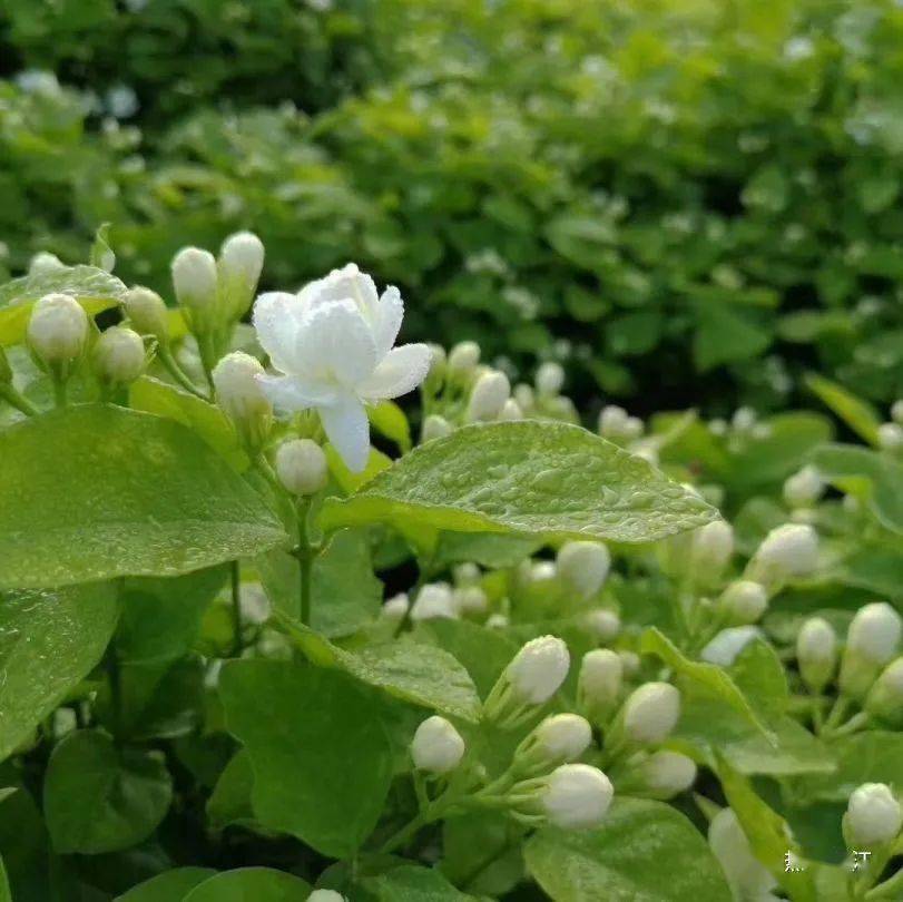元江招商丨全省最大茉莉花生产基地有一个招商项目邀你来