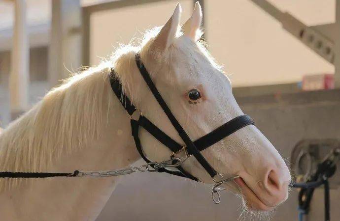 白马|世界最强，马中妲己！日本一本白马写真力压明星夺得销售榜第三名？看完后我理解了…