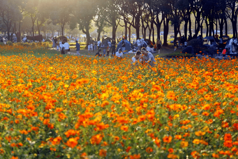 秋高气爽游花海,世纪公园近3万平方米硫华菊波斯菊盛开