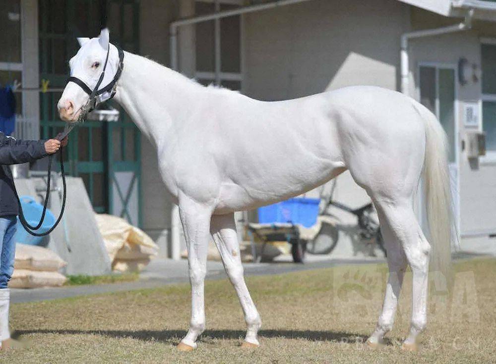 白马|世界最强，马中妲己！日本一本白马写真力压明星夺得销售榜第三名？看完后我理解了…