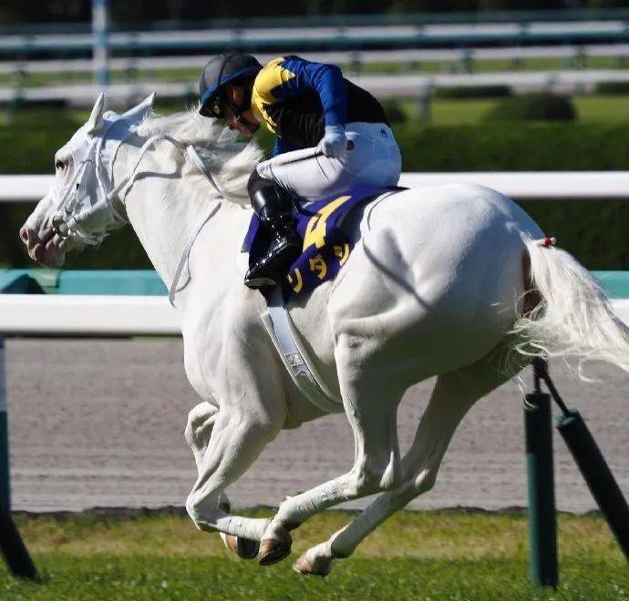 白马|世界最强，马中妲己！日本一本白马写真力压明星夺得销售榜第三名？看完后我理解了…