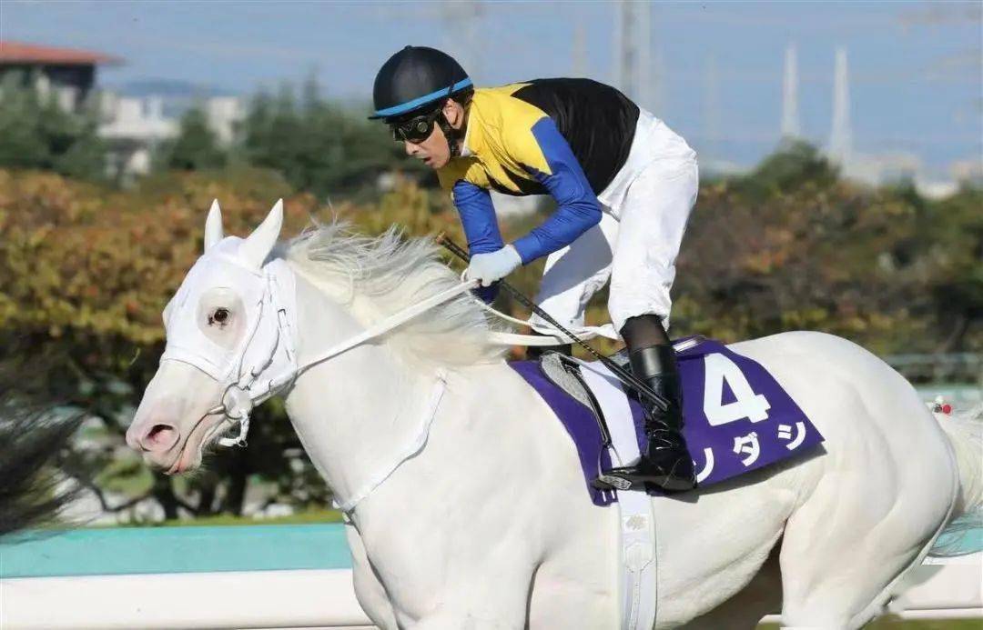 白马|世界最强，马中妲己！日本一本白马写真力压明星夺得销售榜第三名？看完后我理解了…