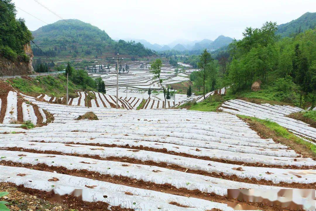 聚焦党代会奋进新征程织金县熊家场镇巩固拓展脱贫成果擦亮乡村振兴