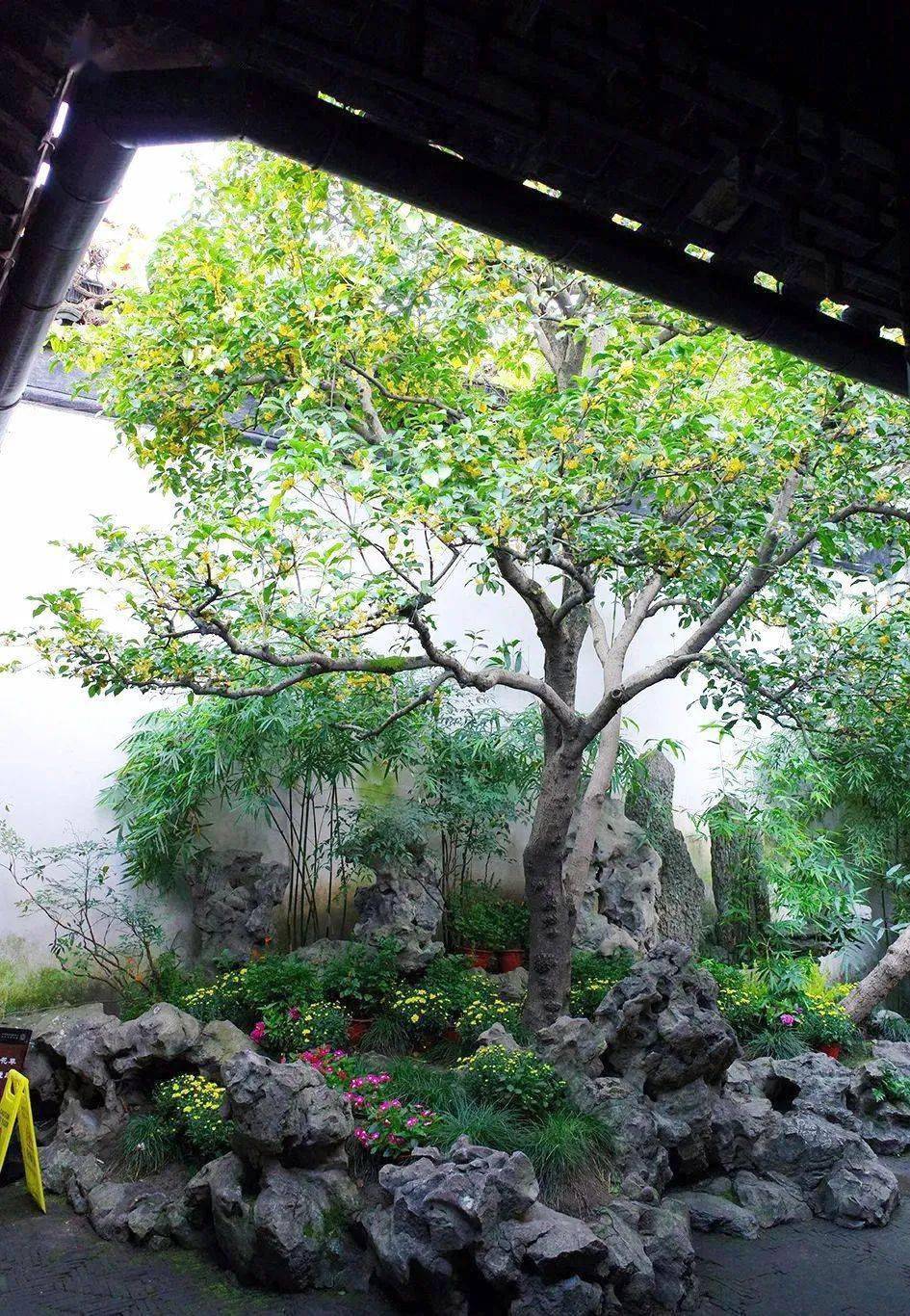 桂花独占三秋压群芳在园林中的应用有