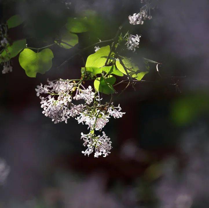 有味|花草果蔬里，日日是好日