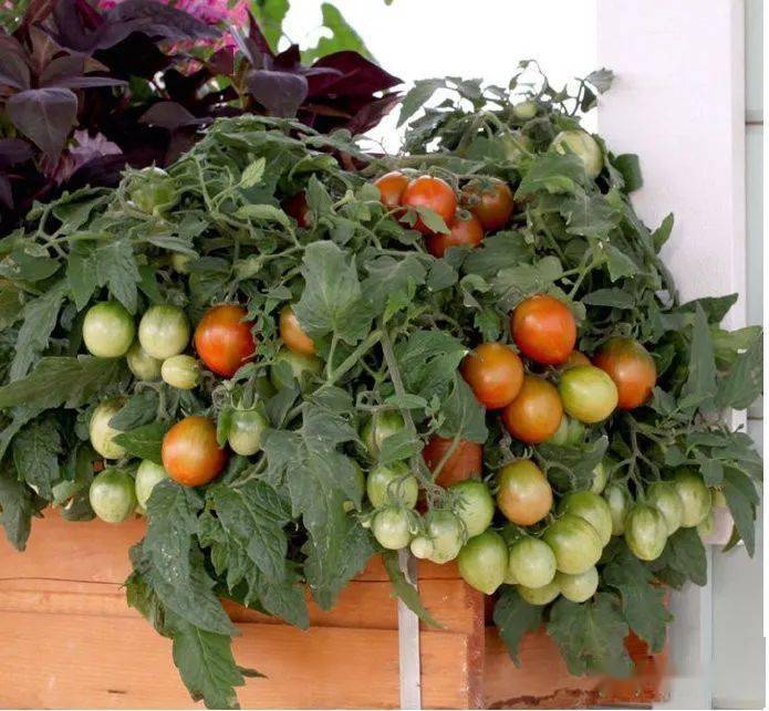 家庭百蔬园教您种好矮生番茄