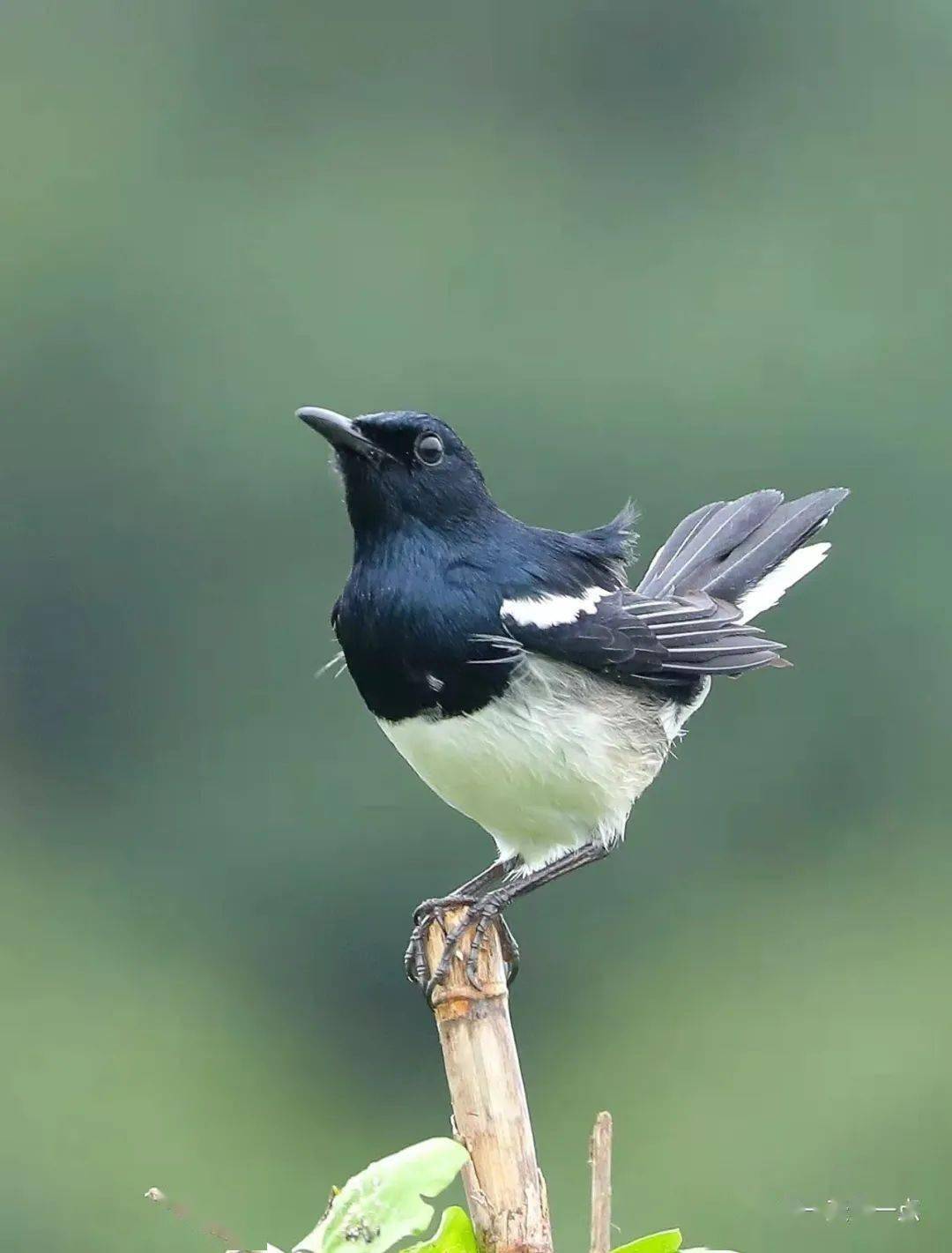 气质不俗的白腰鹊鸲 2020-12-18北红尾鸲靓影 2018-02-25生活图记