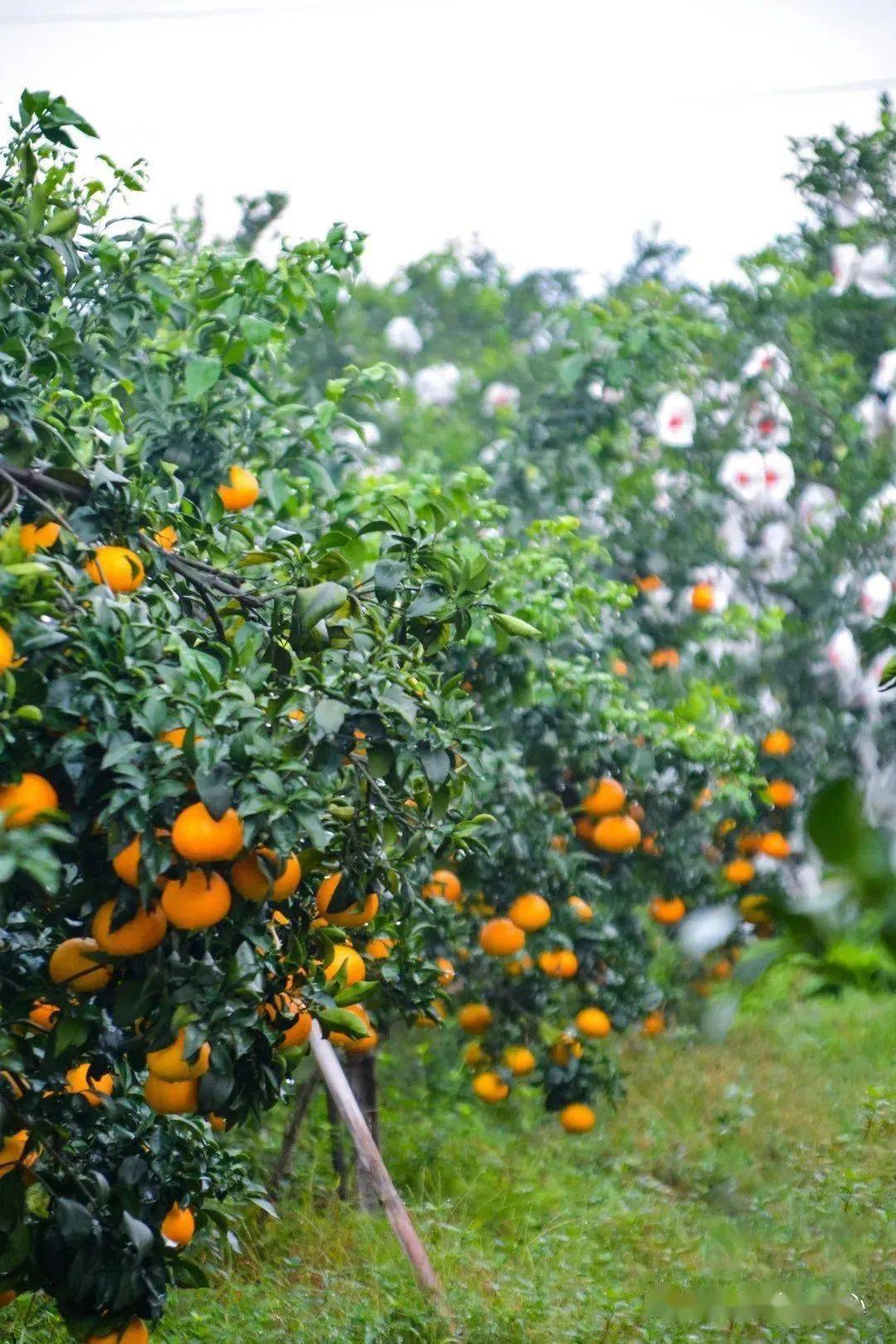 丹棱柑橘之乡图片